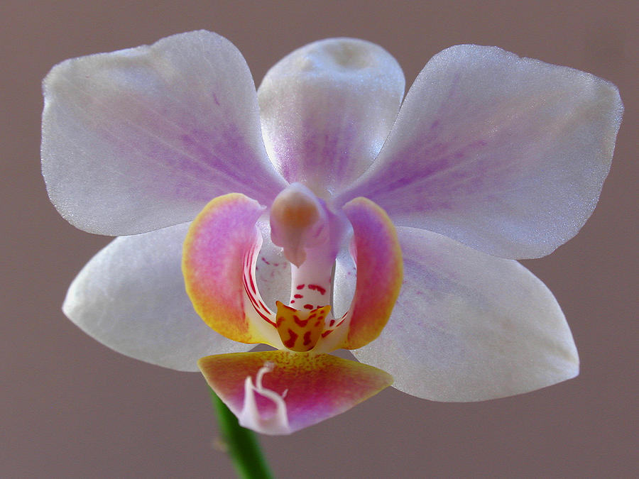 Delicate Orchid Portrait Photograph by Juergen Roth