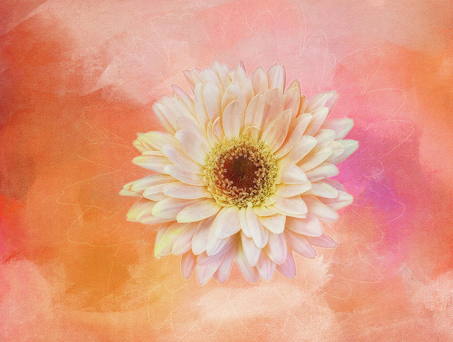 Delicate Pastel Daisy Digital Art by Terry Davis