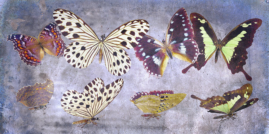 Butterfly Digital Art - Delicate Peaceland by Betsy Knapp