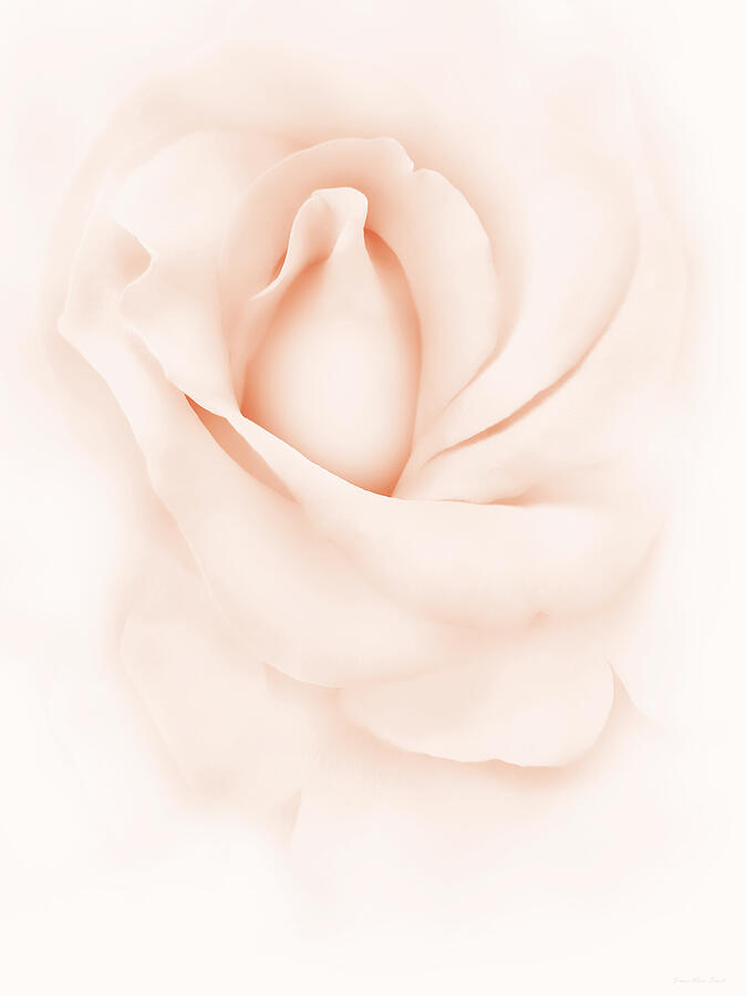 Delicate Peach Rose Flower Photograph by Jennie Marie Schell