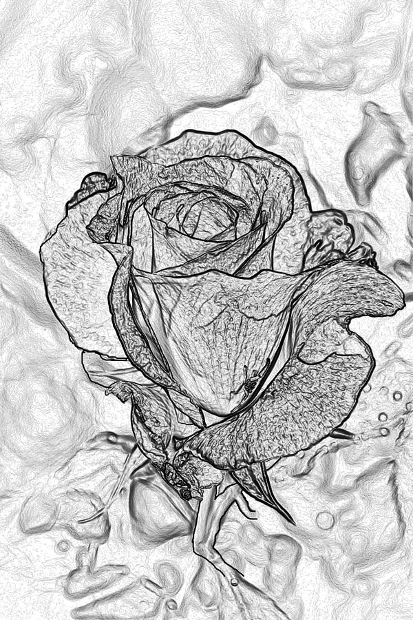 Delicate Petals Drawing Photograph by Tikvahs Hope