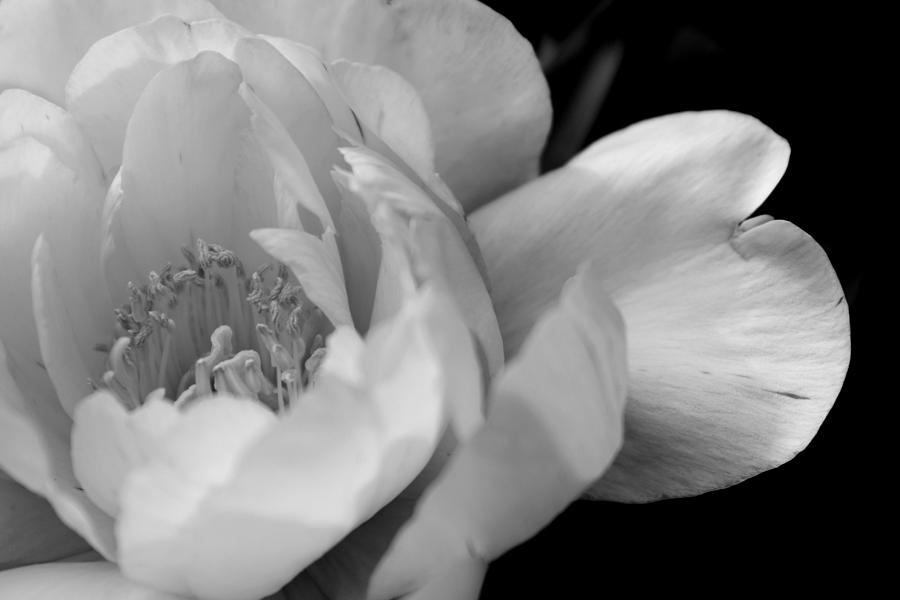 Delicate Petals - Black And White Photograph by Joseph Skompski