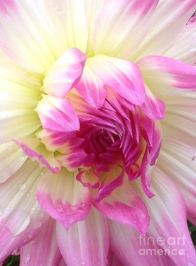 Delicate Petals of Pink and White Photograph by By Divine Light