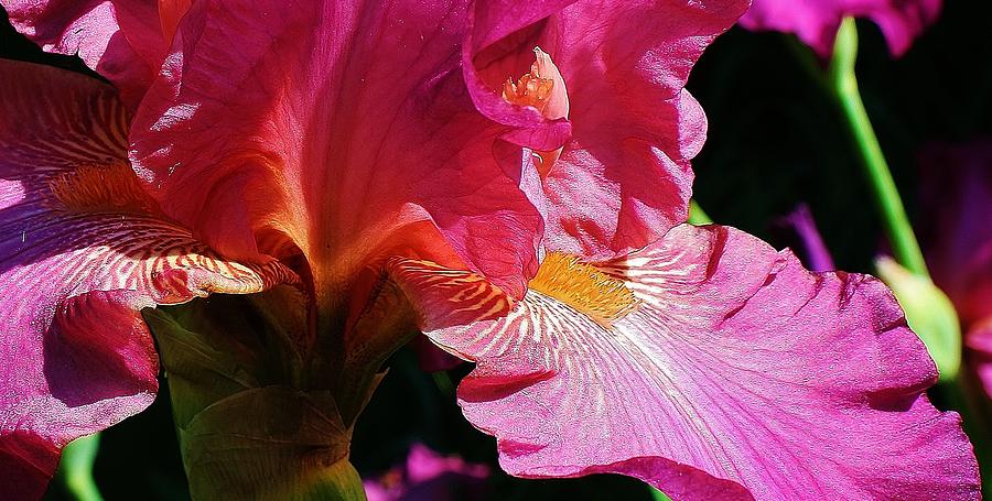 Delicate Petals of Pink Photograph by Bruce Bley