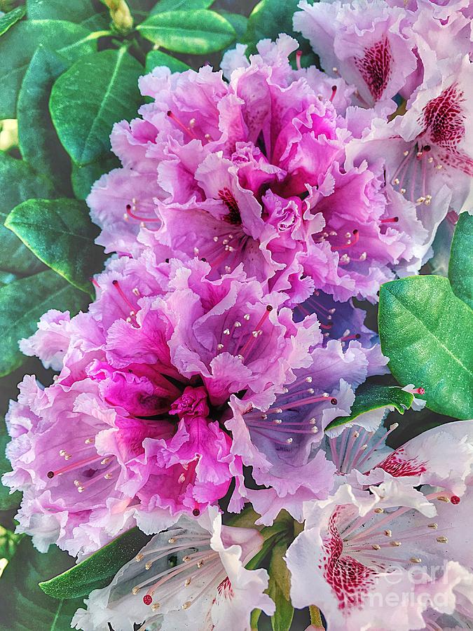 Delicate petals of rhododendrons Photograph by Marina Usmanskaya