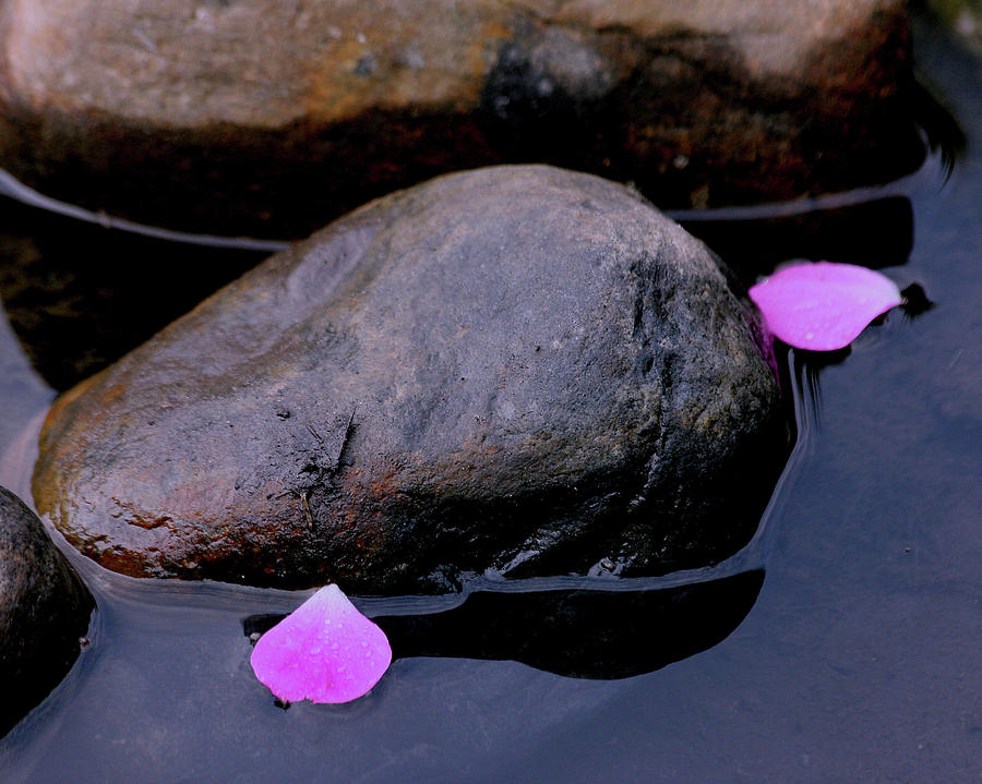 Delicate petals with rocks Photograph by Doris Potter