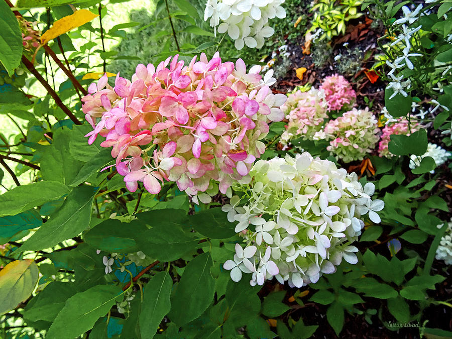 Delicate Pink and White Hydrangea Photograph by Susan Savad