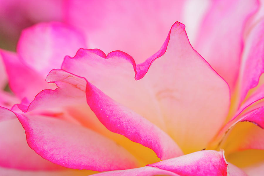 Delicate Pink And White Rose Photograph