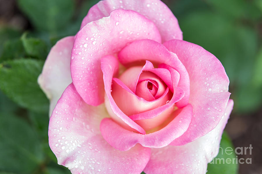 Delicate Pink and White Rose Photograph by Terri Morris