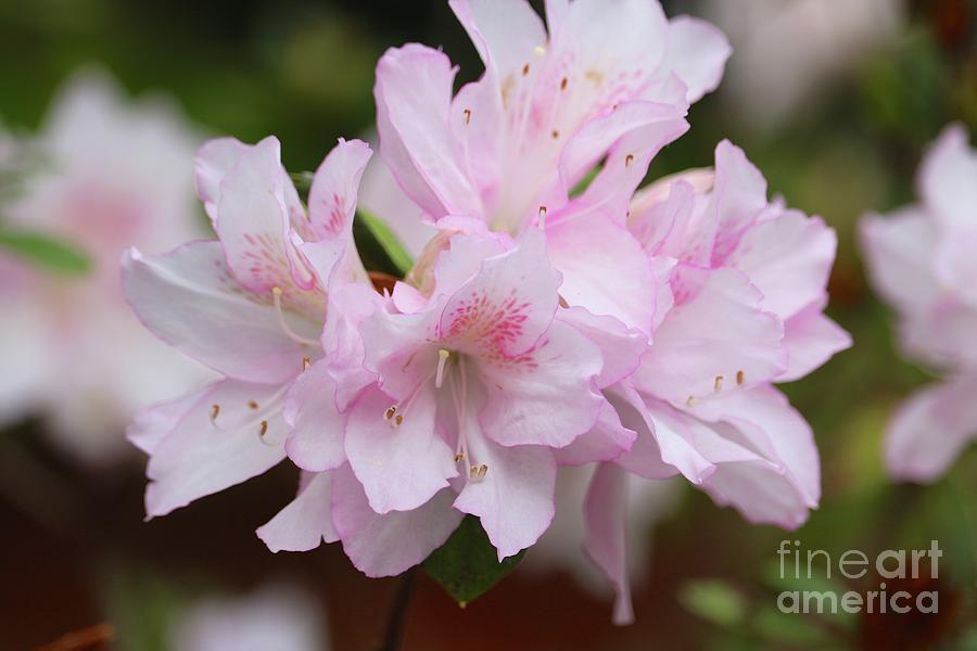 Delicate Pink Azaleas Closeup Photograph by Carol Groenen