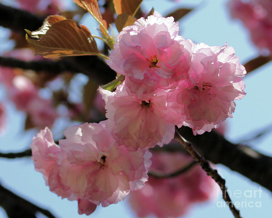 Delicate Pink Blossoms Photograph by Smilin Eyes Treasures