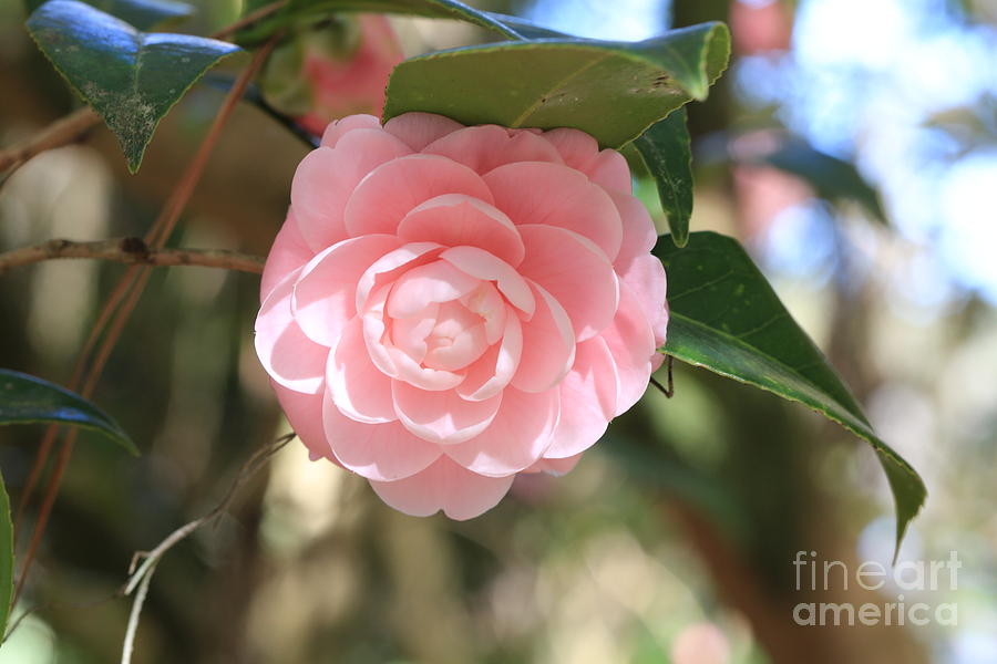 Delicate Pink Camellia Photograph by Carol Groenen