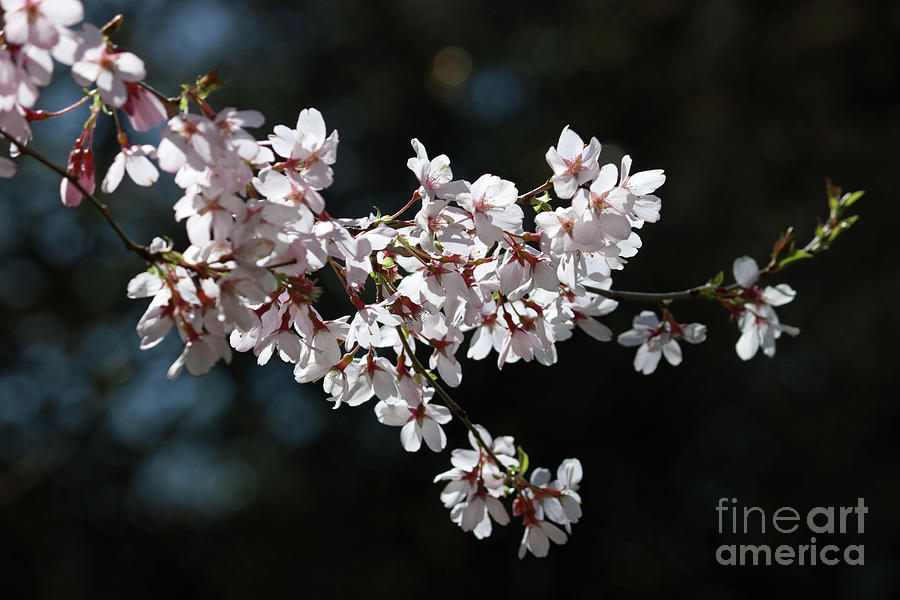 Delicate Pink Cherry Blossom Photograph by Julia Gavin
