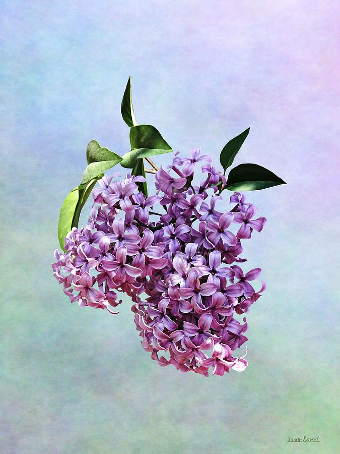 Delicate Pink Lilacs Photograph by Susan Savad
