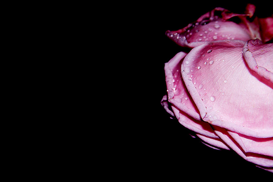 Rose Photograph - Delicate Pink by Luminita Zamfir