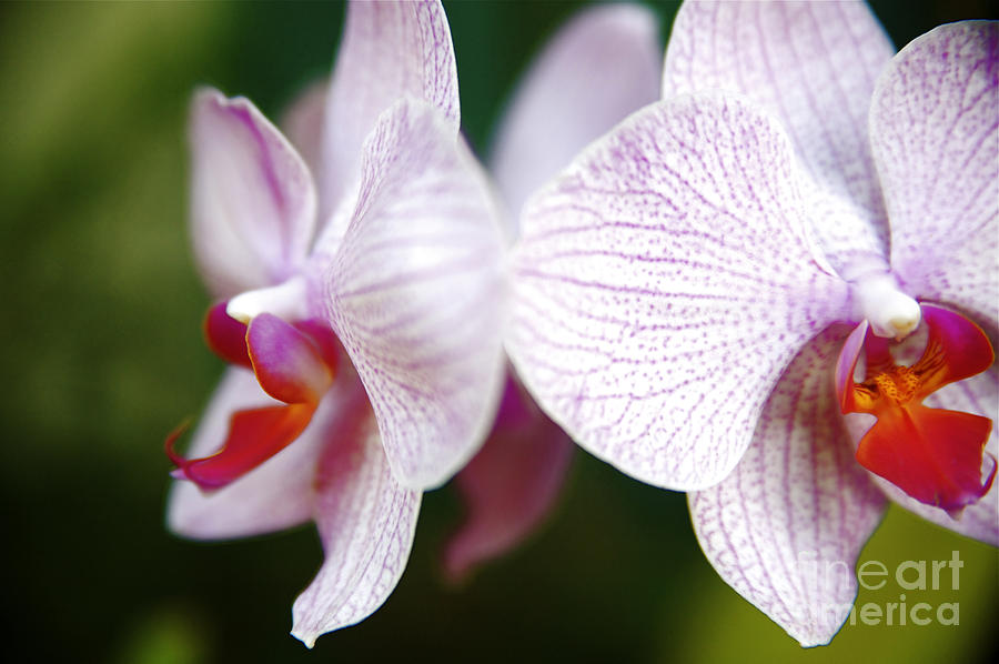 Delicate Pink Orchids Photograph by Kicka Witte - Printscapes