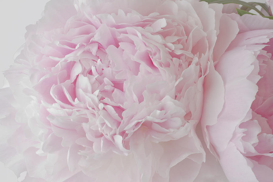 Delicate Pink Peony Flowers Photograph by Sandra Foster