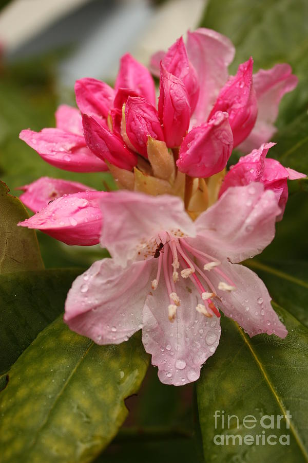 Delicate Pink Rhododendron Photograph by Carol Groenen