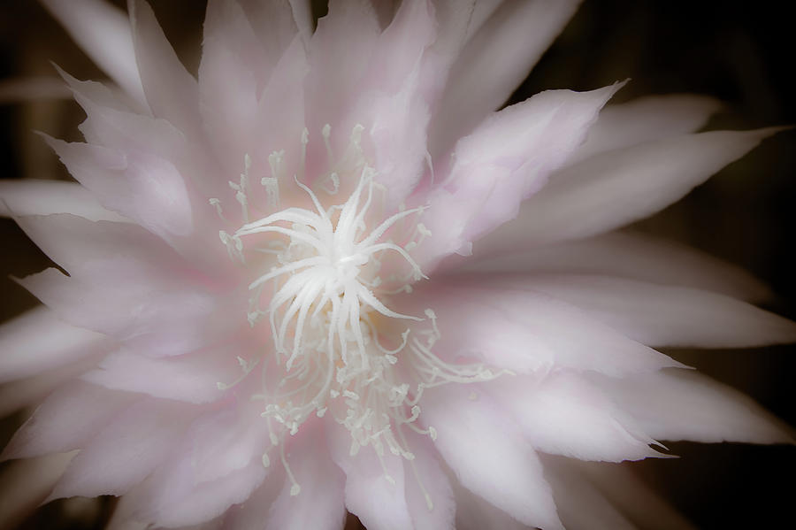 Delicate Pink Photograph by Roger Mullenhour