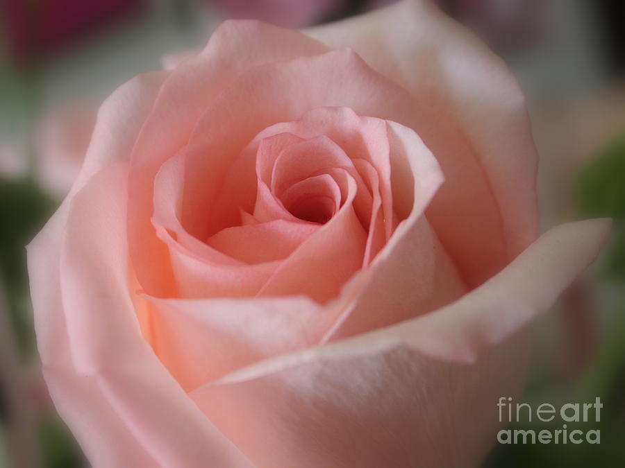 Delicate Pink Rose Photograph by Carol Groenen
