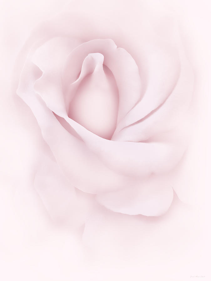 Delicate Pink Rose Flower Photograph by Jennie Marie Schell