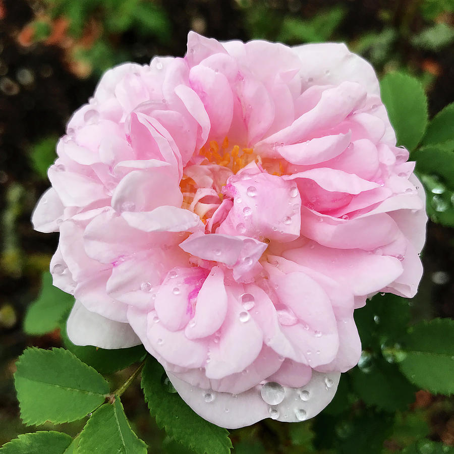 Delicate Pink Rose in Rain Photograph by Gill Billington