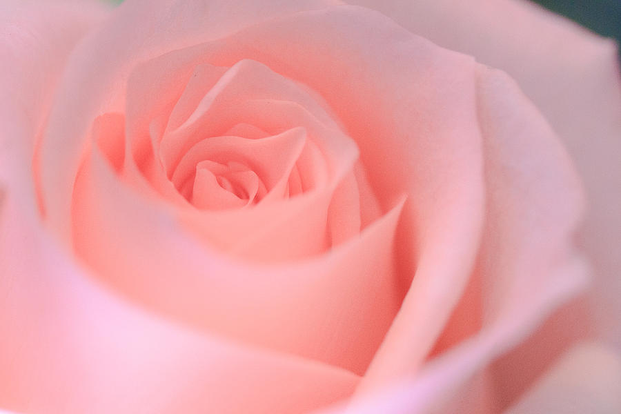 Nature Photograph - Delicate Pink Rose by Joni Eskridge