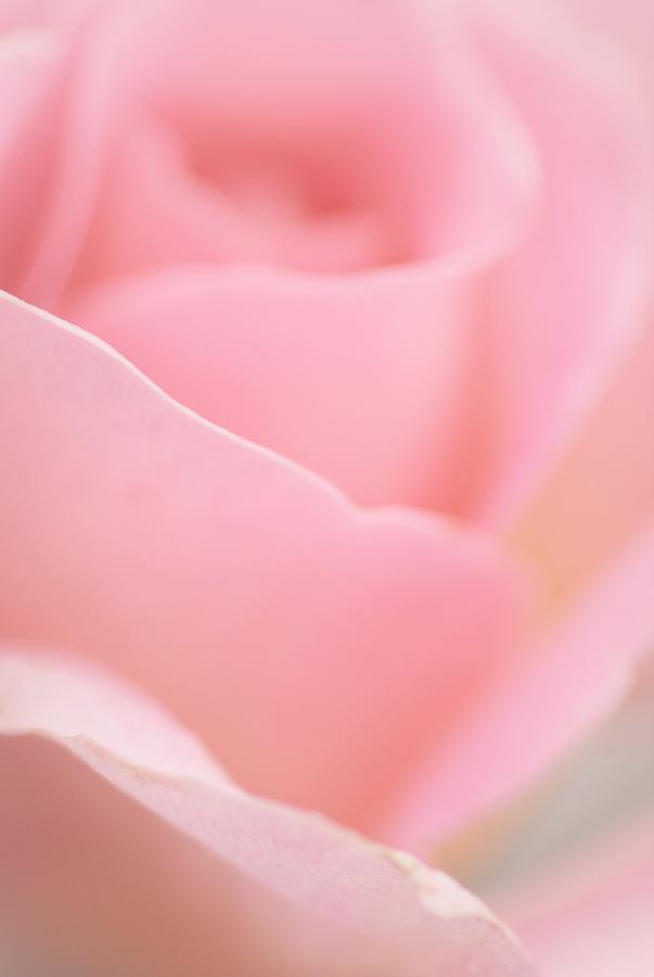 Delicate Pink Rose Photograph by The Art Of Marilyn Ridoutt-Greene