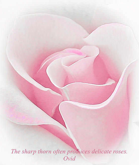 Delicate Pink Rose Photograph by Venetia Featherstone-Witty