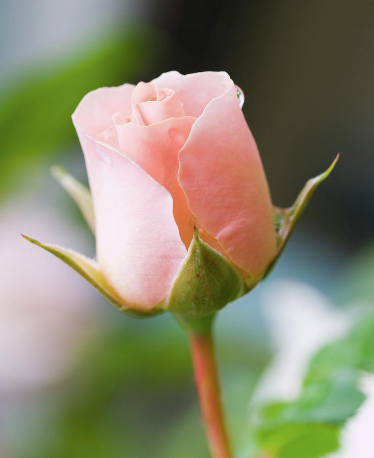 Delicate Pink Summer Rose Photograph