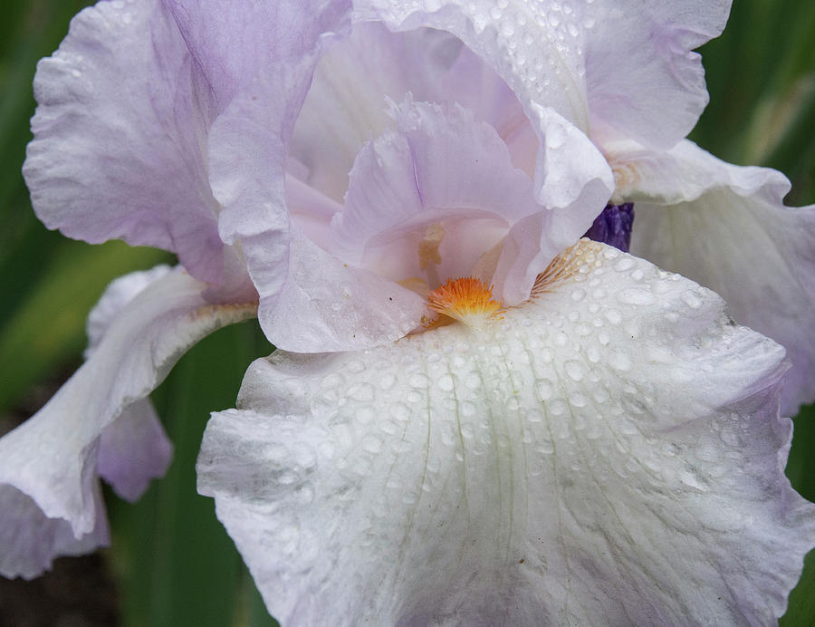 Delicate Pinkish Iris Photograph by Jean Noren