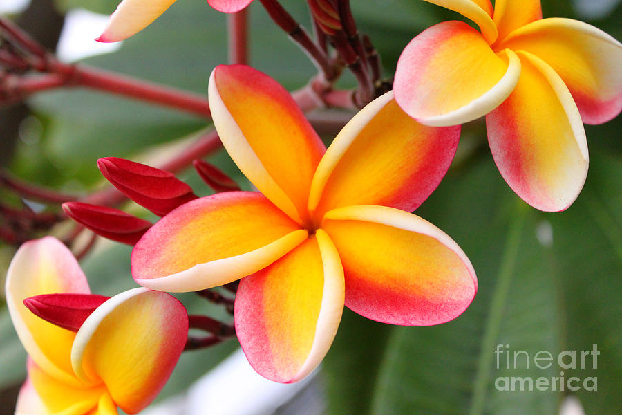 Flowers Still Life Photograph - Delicate Plumeria by Brian Governale
