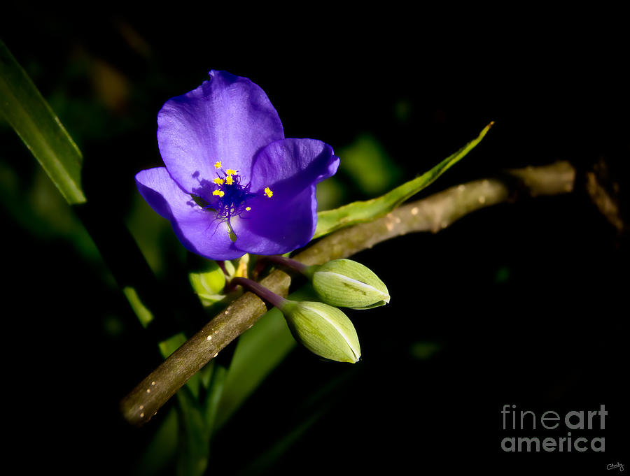 Delicate Purple Flower Photograph by Imagery by Charly