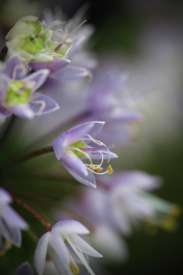 Delicate Purple Flowers Photograph by Brooke T Ryan