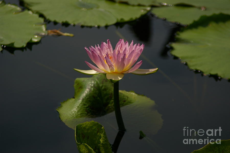 Delicate Purple Lotus Waterlily Photograph by Jackie Irwin