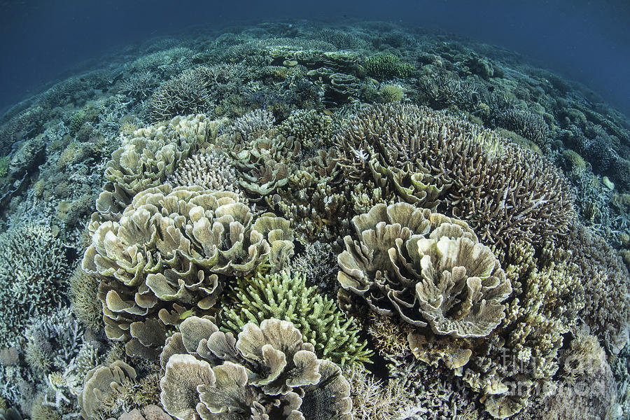 Delicate Reef-building Corals In Raja Photograph by Ethan Daniels ...