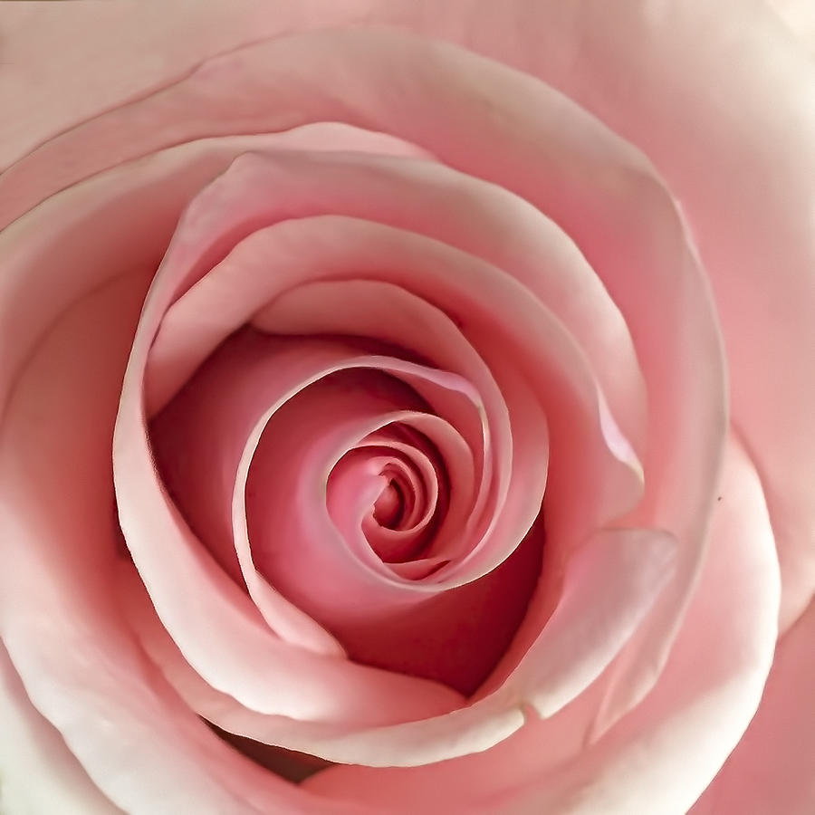 Delicate Rose Photograph