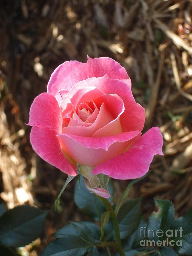 Delicate Rose Photograph by Anita Adams