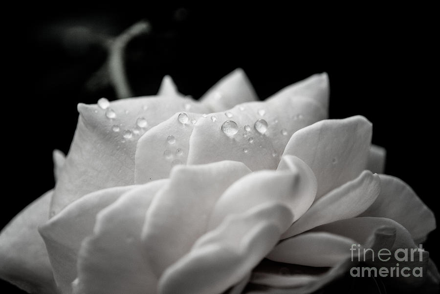 Delicate Rose in Black and White Botanical / Nature / Floral Photograph Photograph by PIPA Fine Art - Simply Solid