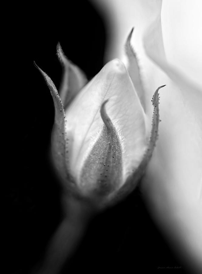 Delicate Rose Bud Black and White  Photograph by Jennie Marie Schell