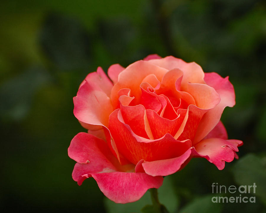 Delicate Rose Photograph by Edward Sobuta