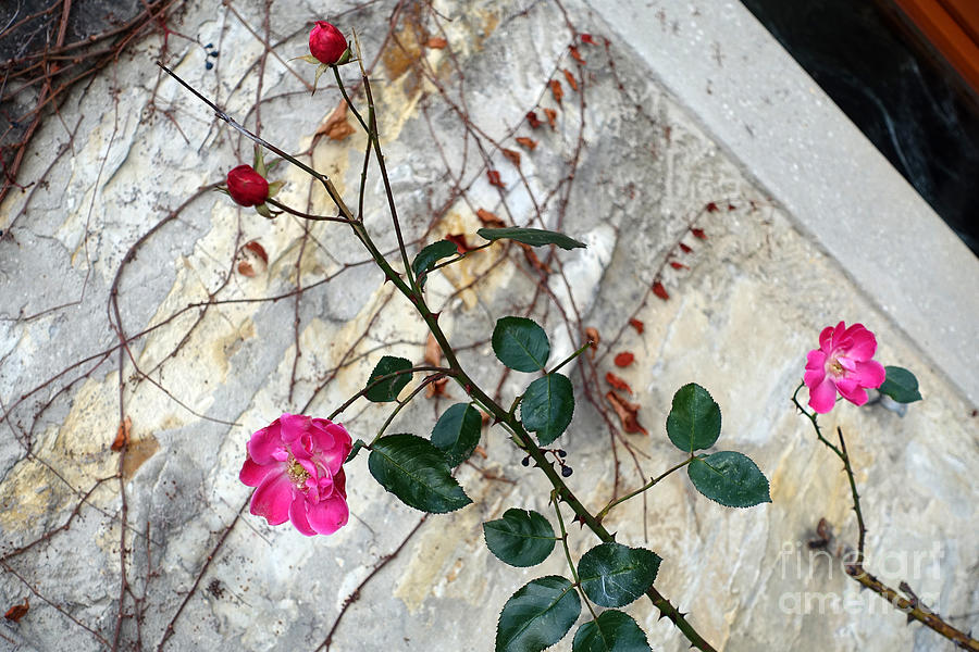 Delicate Rose In December Photograph