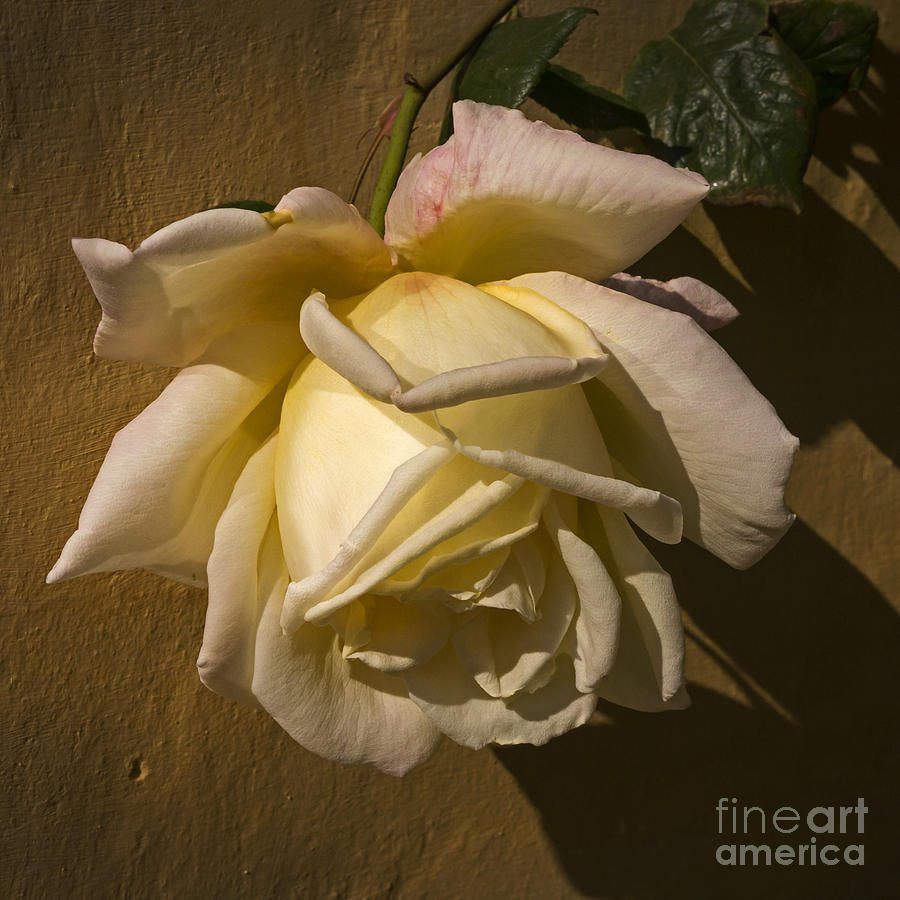 Delicate rose Photograph by Inge Riis McDonald