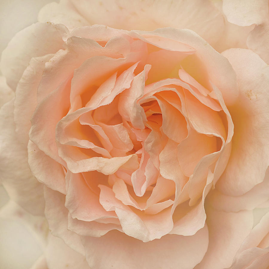 Rose Photograph - Delicate Rose by Jacqi Elmslie