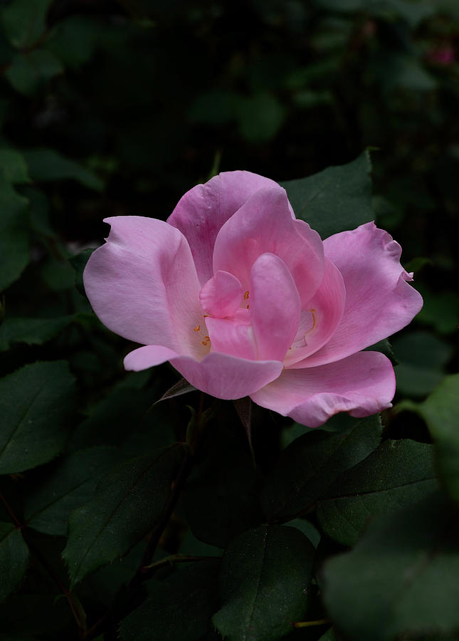 Nature Photograph - Delicate Rose by Karen Harrison Brown