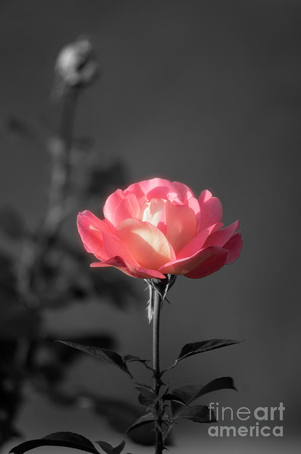 Flower Photograph - Delicate Rose by Konstantin Sevostyanov