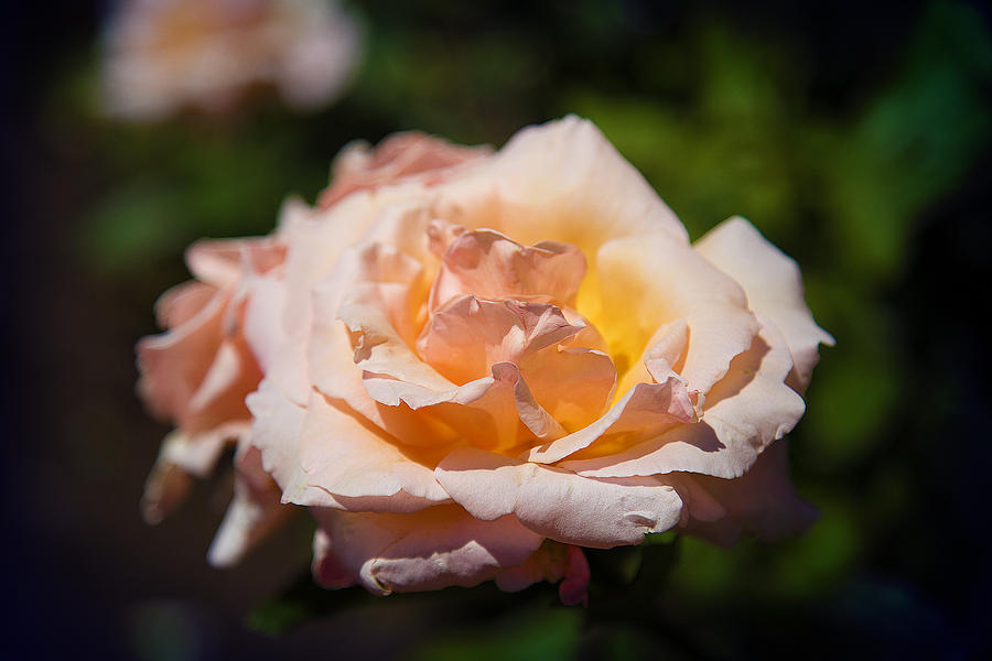 Delicate Rose Photograph by Milena Ilieva