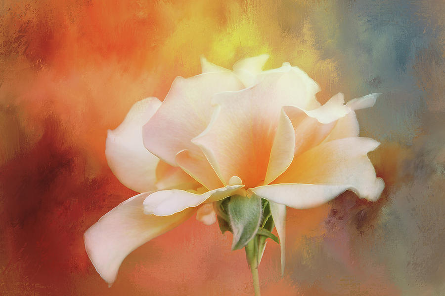 Delicate Rose on Color Splash Digital Art by Terry Davis