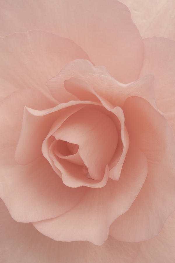Summer Photograph - Delicate Rose by Patty Colabuono