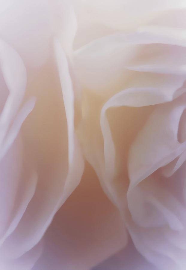 Delicate Roses Photograph by The Art Of Marilyn Ridoutt-Greene